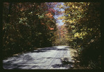 Road in a Forest, 1963 by Montclair State College