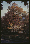 Trees Outside College Hall, 1966 by Montclair State College