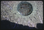Survey Marker at Camp Wapalanne, 1967 by Montclair State College