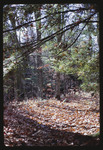 Trail in the Woods, 1968 by Montclair State College