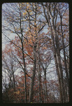 Trees in the Woods, 1968 by Montclair State College