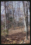 Trail in the Woods, 1968 by Montclair State College