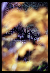 Bridge Through Trees, 1968 by Montclair State College