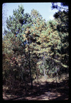 Trail in a Forest, 1968 by Montclair State College