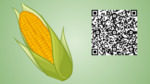 Xwaskwiim - Corn - QR Code by Nikole Pecore